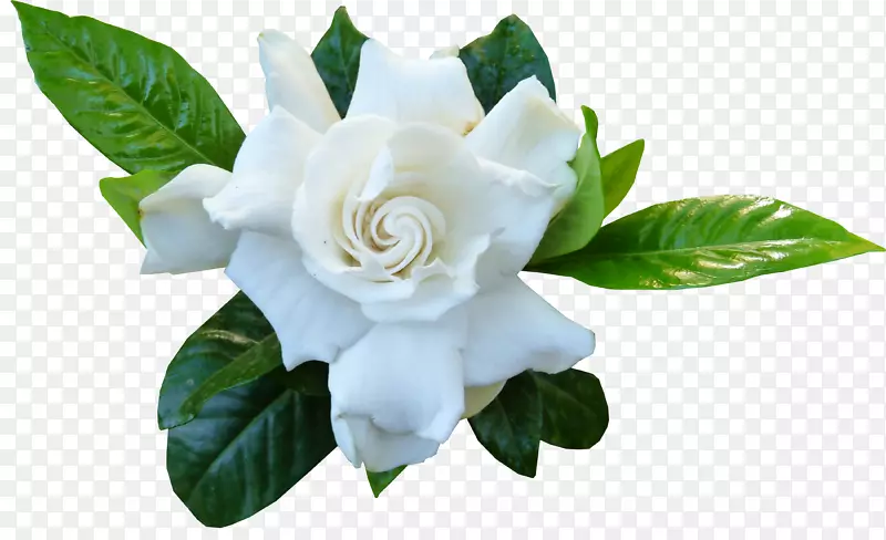 �ز� ����Ԫ�� PNG ʸ��  ��-������