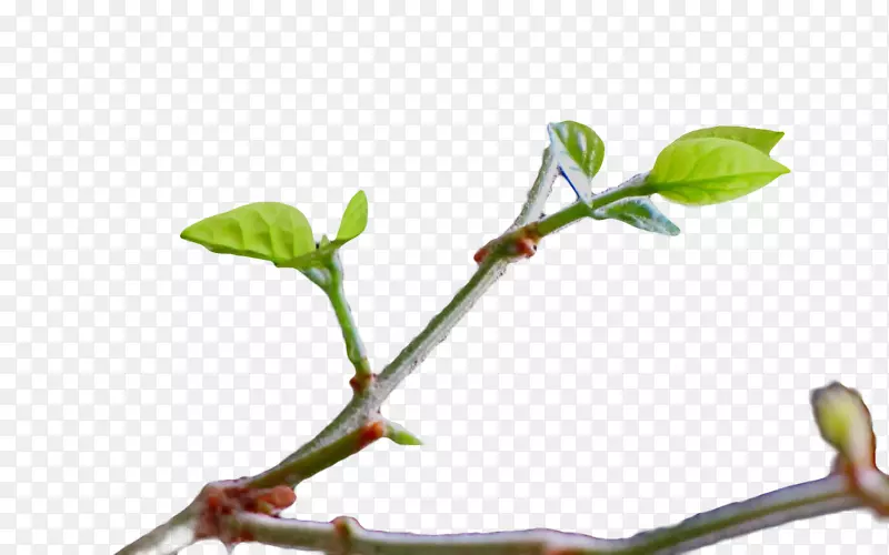 ��֦�紺��ѿ-������