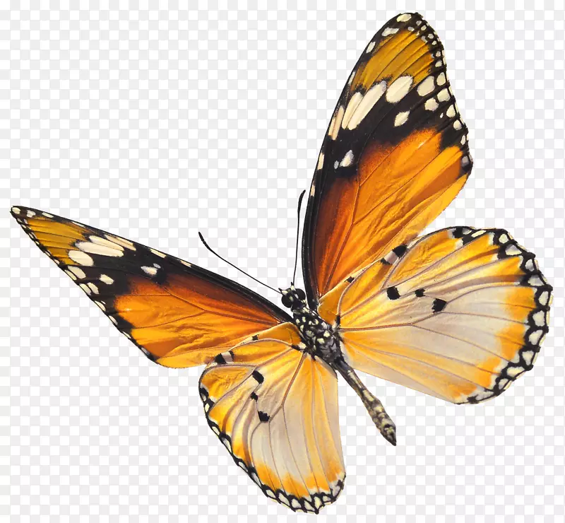 ��ɫ����-������