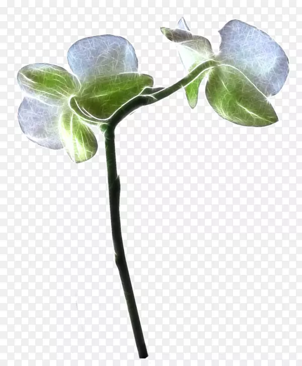 ���䱦ʯ��-������