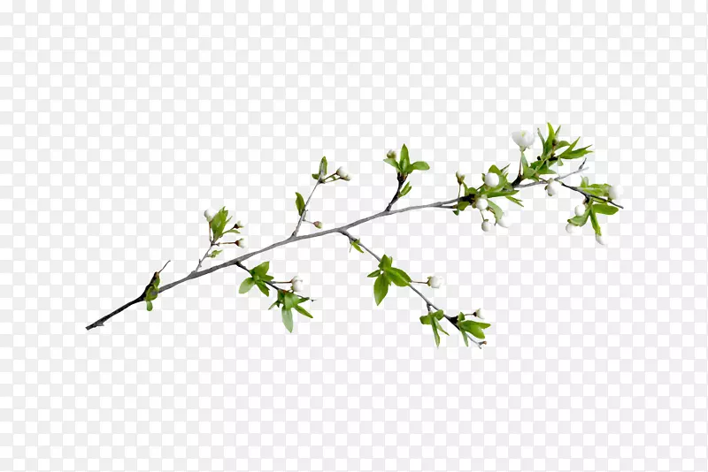 ֦Ҷ-������