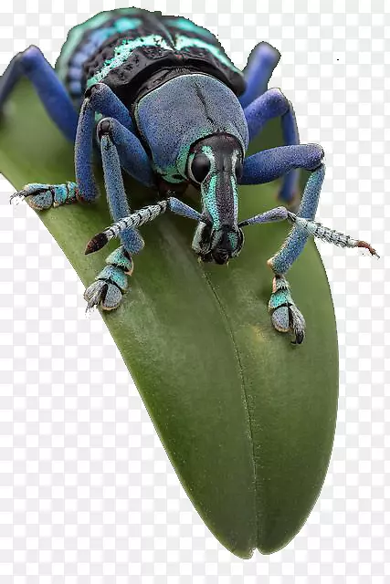 ſ��Ҷ���ϵ�����-������