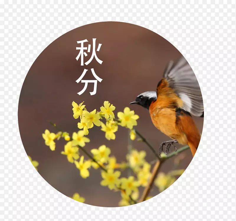 ��ʮ�Ľ������Ҷ������-������