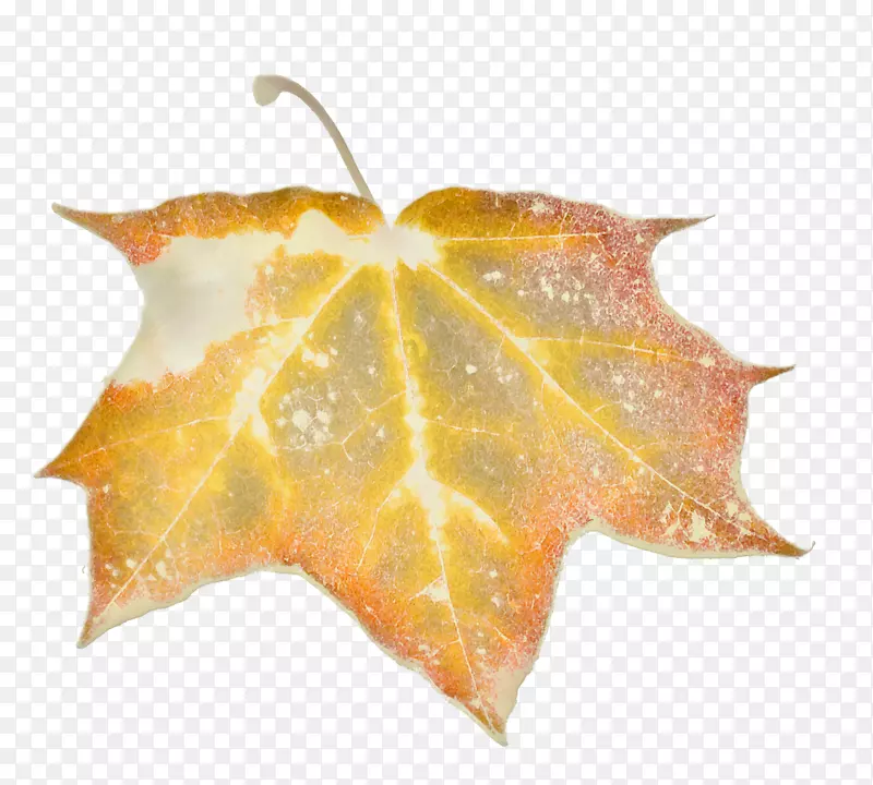 ��ɫ��ή��Ҷ-������