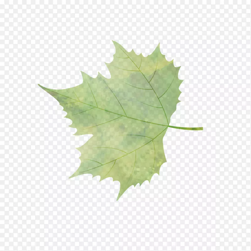 ��ͨ��Ҷ����ز�-������