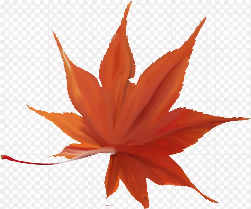 ��ɫƯ����Ҷ-������