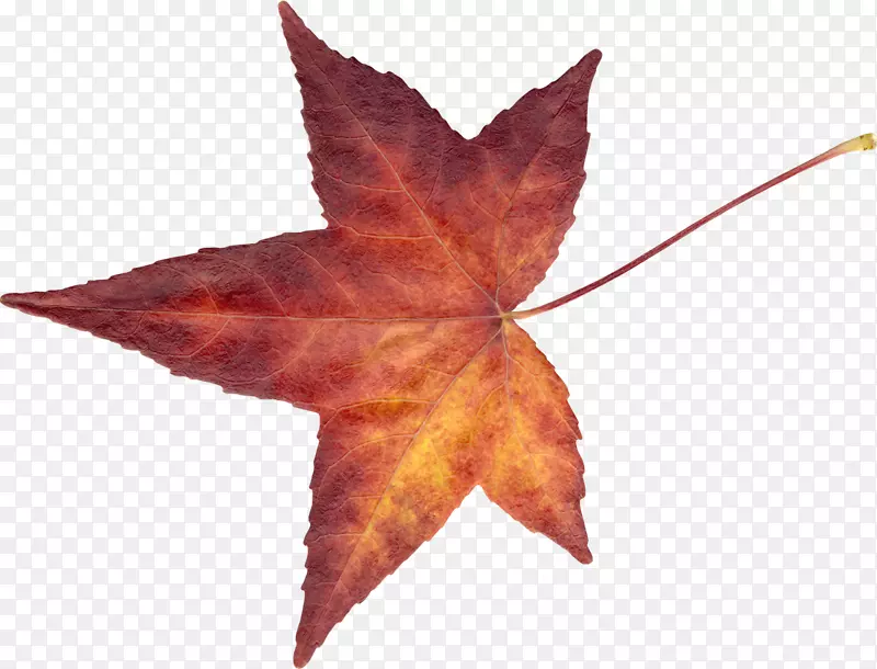 ��ɫƯ����Ҷ-������