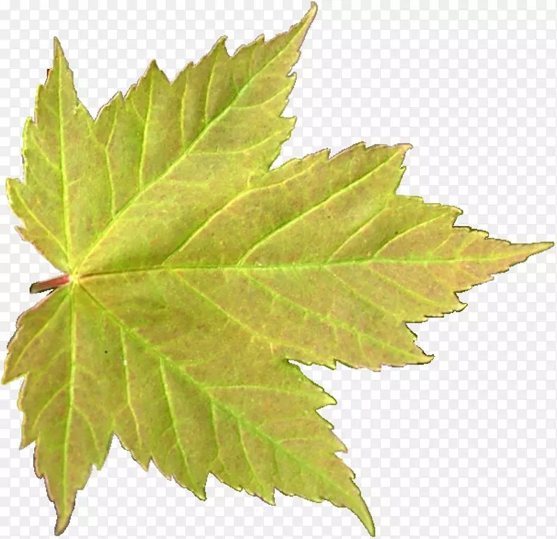 ������ͩҶװ���ز�-������