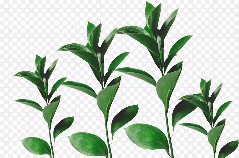 ����Ҷ����֦�ز�-������