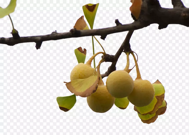 ���ӹ�-������