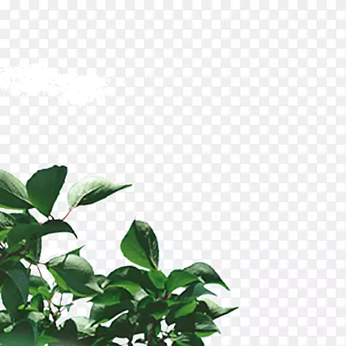 ��֦��Ҷ-������