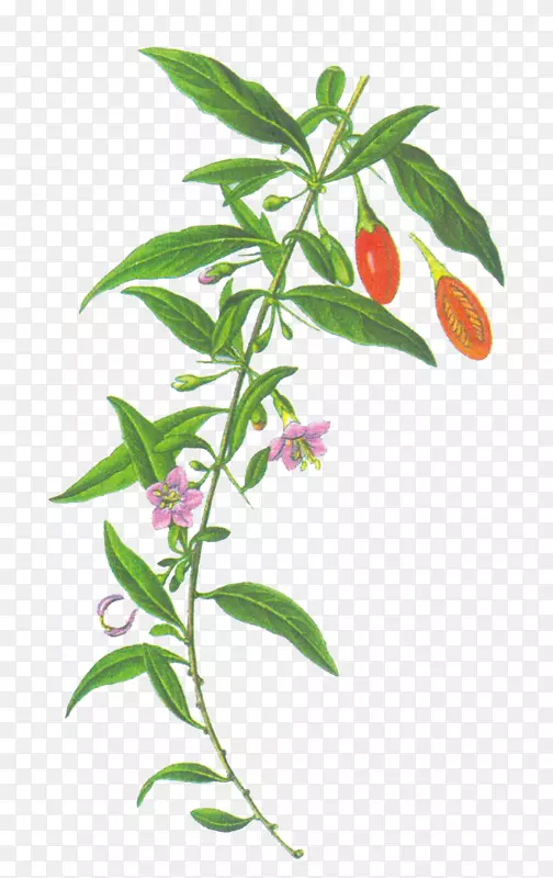 ��轲廭����ز�-������