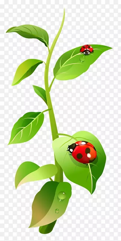 ����ư��-����-ư��Ľ���ʷ-������