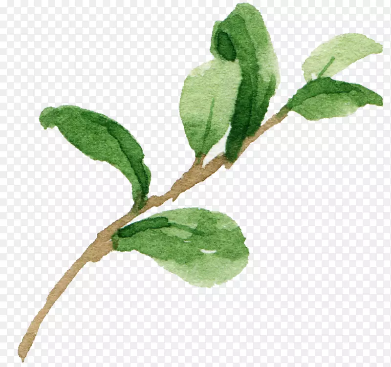 ˮ�ʿ�ͨ��ɫ��֦-������