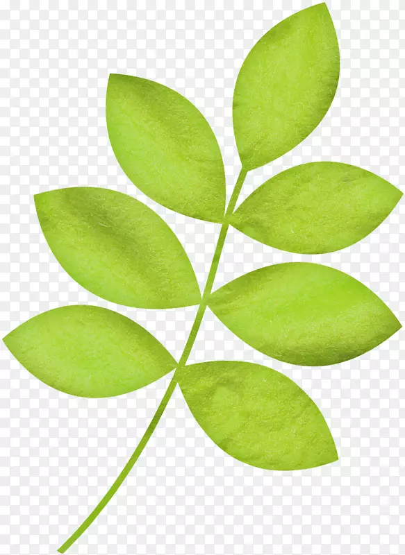 �ɰ�Ҷ��Ư��-������