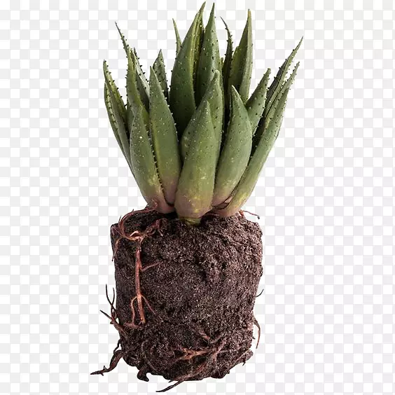 ��ɫС��-������