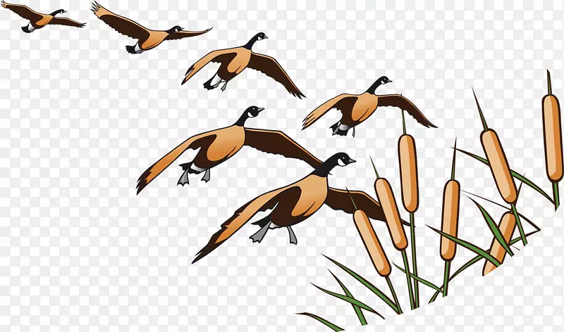 �ϷɵĴ���-������