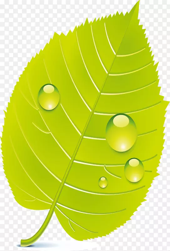 ��Ҷ�̲�ƴ��ˮ��ͼ��-������