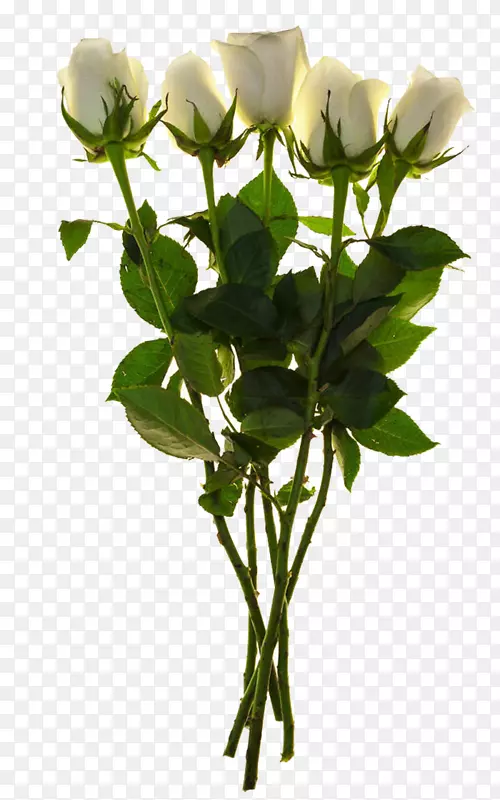 ��֦��ɫõ�廨��-������