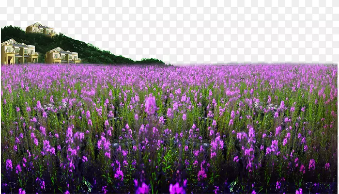 ޹�²ݻ�������-������