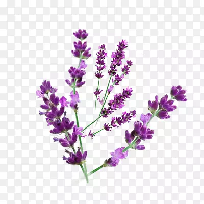 ޹�²ݻ�����ز�-������