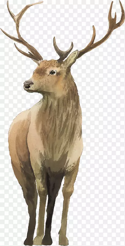 �����ֻ�ʥ����ѱ¹-������