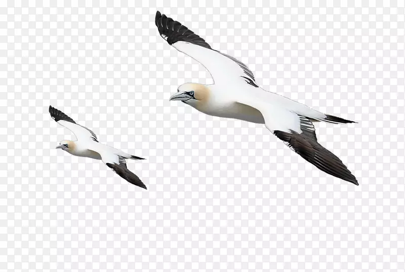 ����ʸ���ز�-������