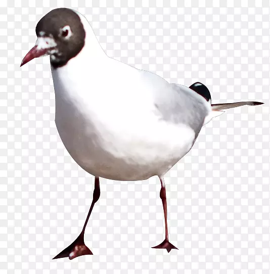 ���ӷ��ز�-������