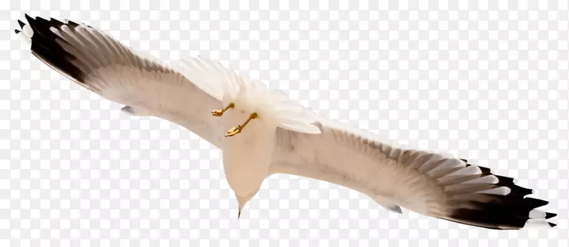 �ŷɸ����زĺ�ƽ-������