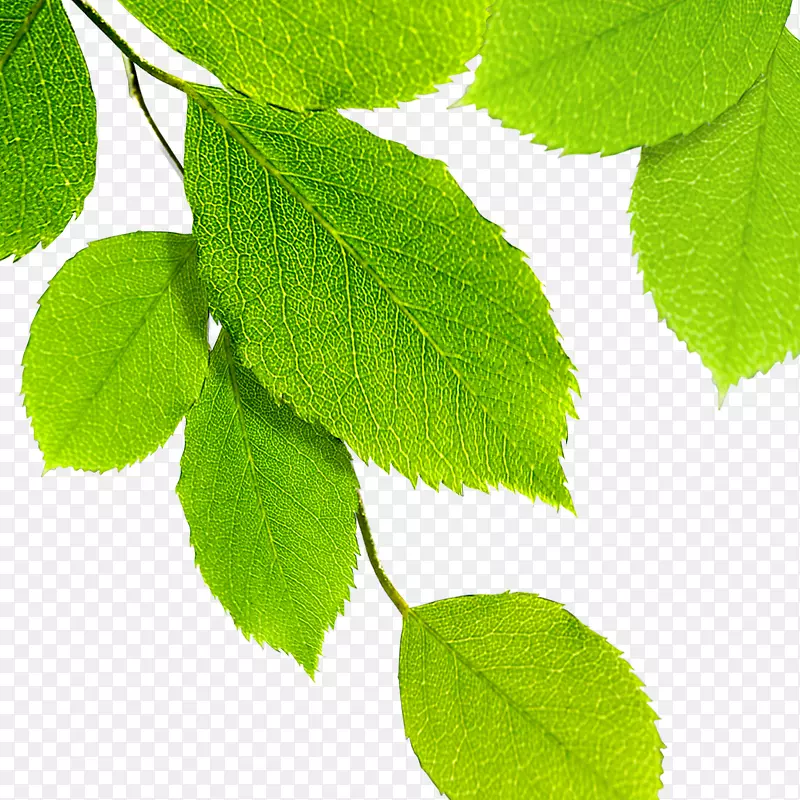 ��Ҷ�ز�-������