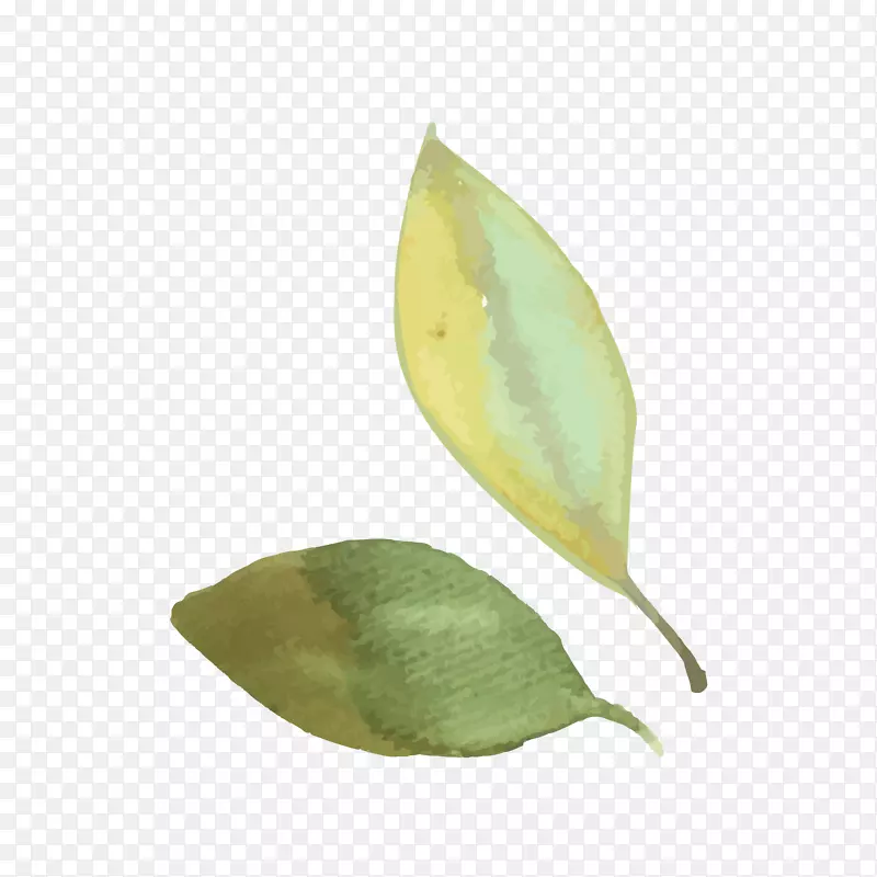 �ֻ�ˮ��Ҷ������ز�-������