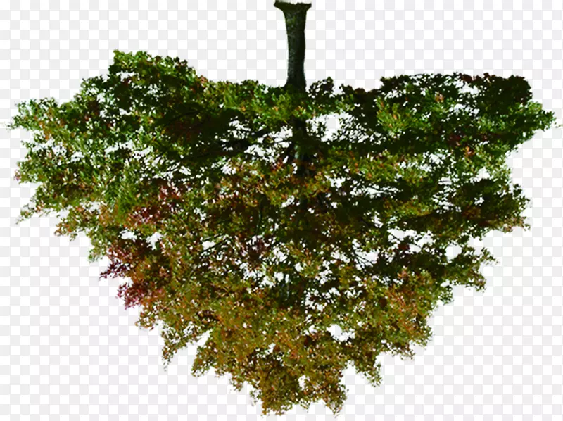 ��Ӱ�е���-������