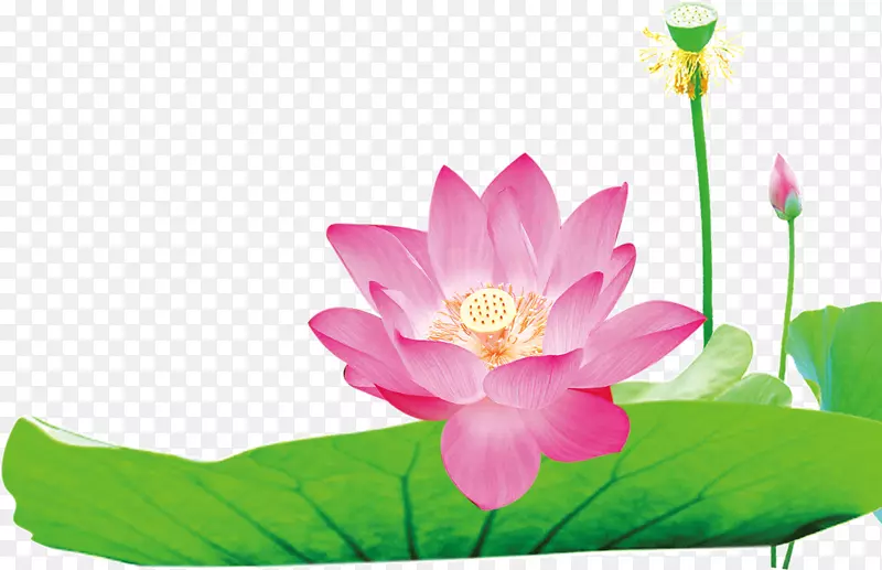 ����ˮ�ʻ�ˮ��������Ҷ����-������