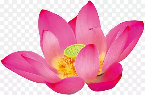 ������Ӱˮ��������ɫ-������