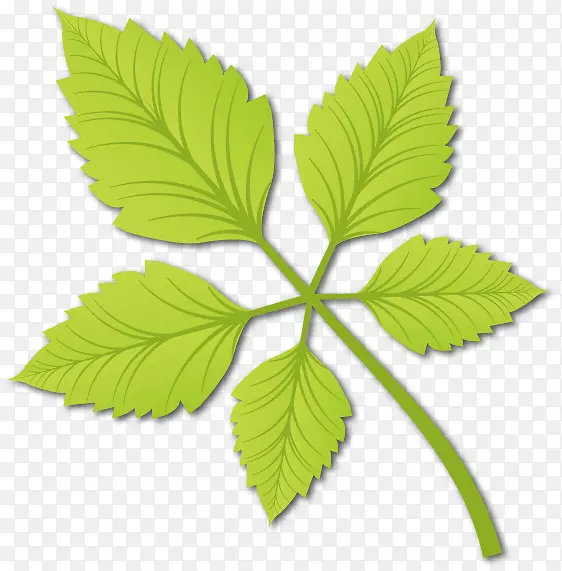 ����ɫ����Ҷʸ������ز�-������