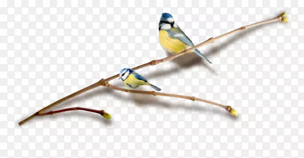 ��֦�ϵ���-������