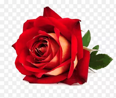 һ��õ�廨-������