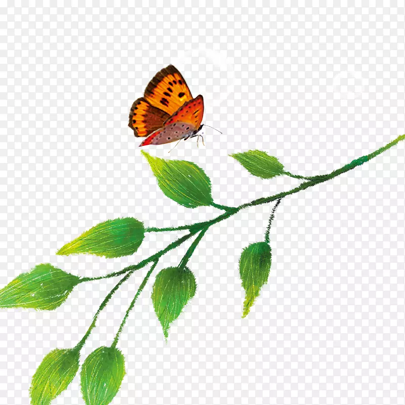 ��֦��Ҷ-������