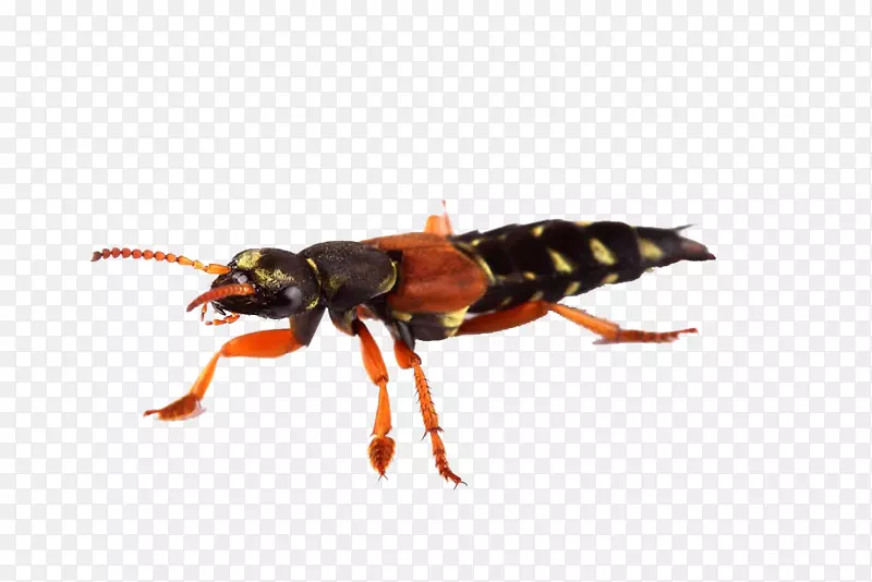 һֻ���е������������ز�-������