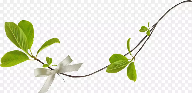 ��֦��Ҷ��ɫ֦Ҷ-������