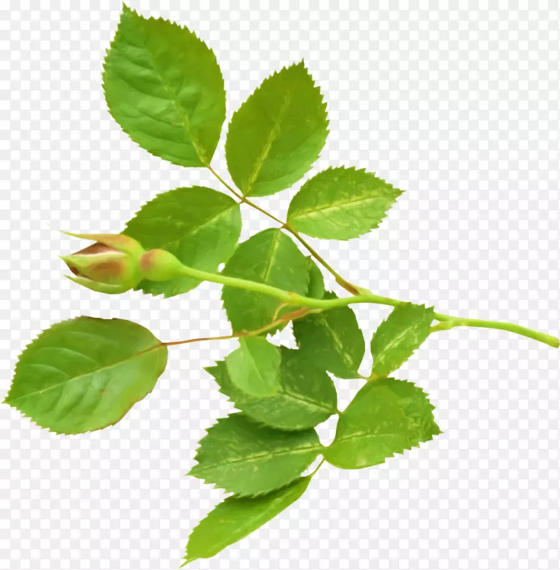 ֦Ҷ-������