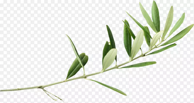 ��ɫ֦Ҷ-������