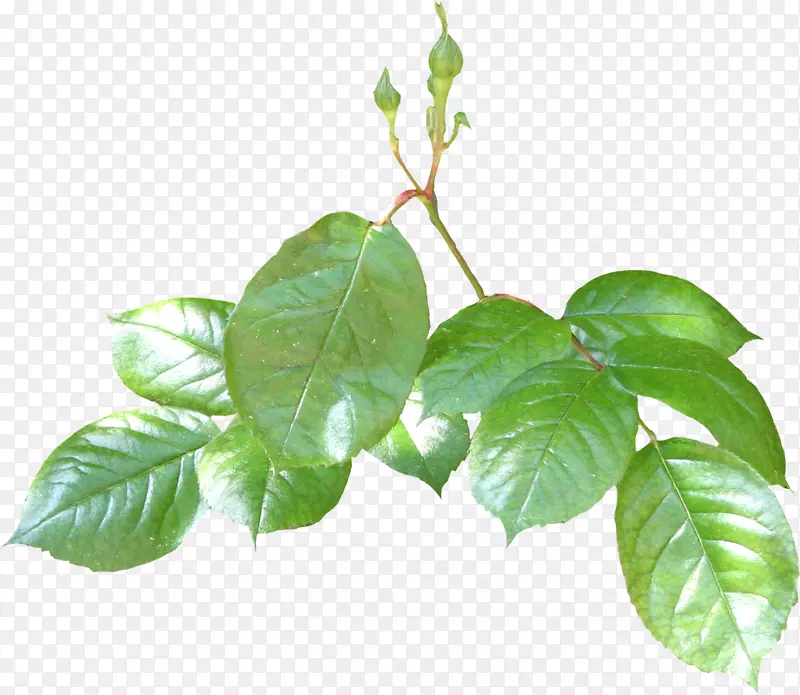 ��ɫ֦Ҷ-������