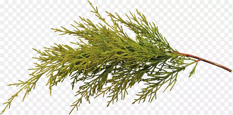 ֦Ҷ-������