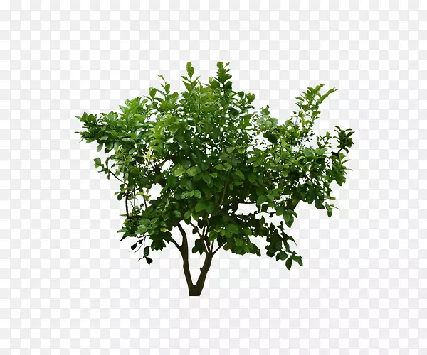 ��ɫ����-������