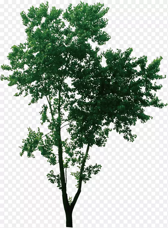 ����С��ïʢ����-������