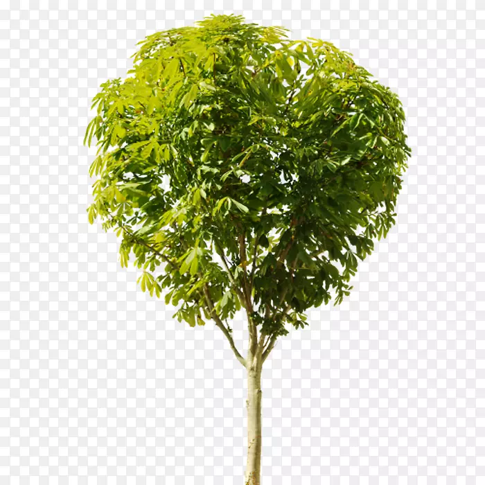 ����ïʢ������-������