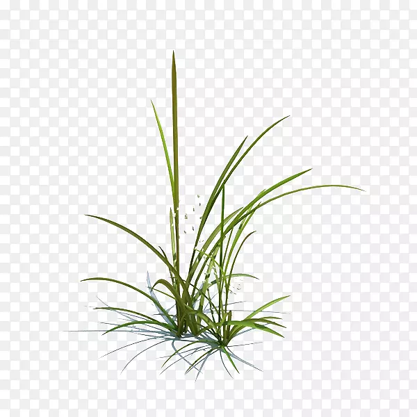 ����С��-������