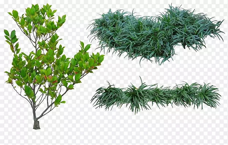 �����̲�-������