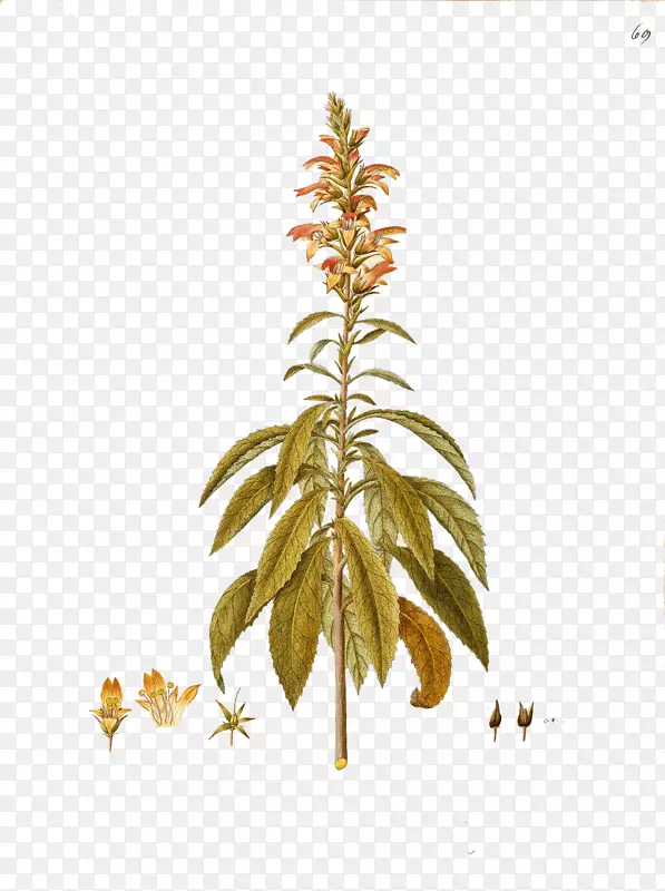 ���ο�ˮ�ʻ�-������